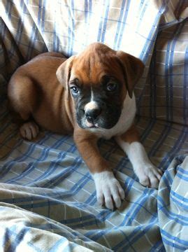 Available boxer puppies for sale. Litter of 7 Boxer puppies for sale in CORBIN, KY. ADN ...