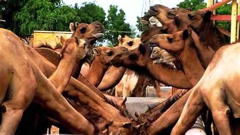 So camels actually have super thick lining the inside of their mouth which is more than substantial enough to eat and chew on cacti, they basically chew until the spikes barely matter and their digestive systems are insane, their entire biology has been amazingly adapted to their environment. Camels Eating - YouTube