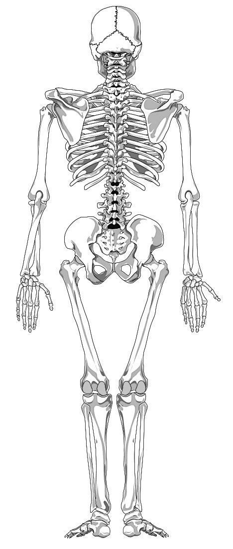 Find out where this is usually located and, if it is present, label it on your bone. Related image | Human skeleton, Skeleton back, Skeleton drawings