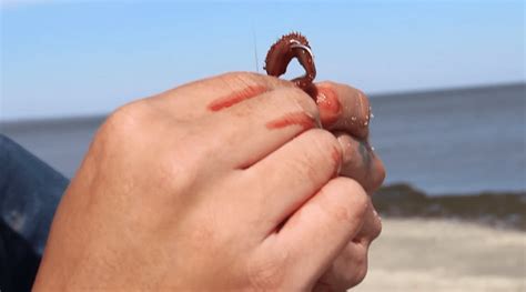 Then you will need to have holes to make it air filtered. How to Keep Bloodworms Alive - Beau Turner Youth ...