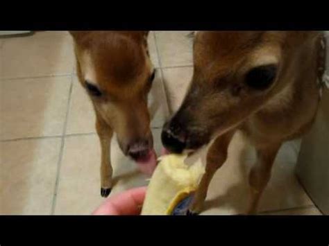 Deer love tomatoes, but other plants in your garden might also be at risk. Deer like bananas-who knew? | Wild adventures from the ranch!