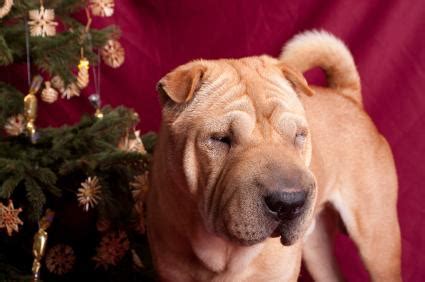 Why you should puppy proof your home. Christmas Tree Safety for Dogs | LoveToKnow