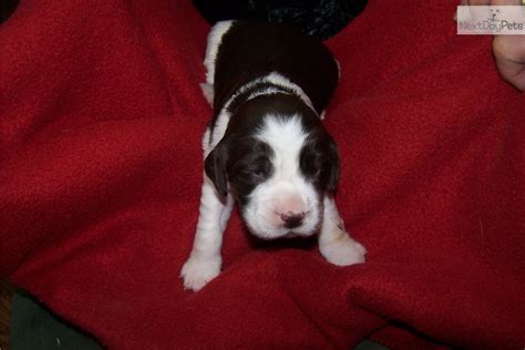 The unregulated breeders who are selling outside of. English Springer Spaniel puppy for sale near Houston, Texas | f8eac019-ed91