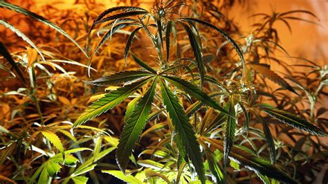 Check out a review of bubba kush marijuana. Marijuana weed 420 drugs wallpaper | 2000x1125 | 674797 ...