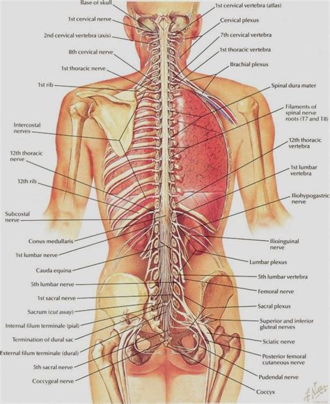 Welcome to innerbody.com, a free educational resource for learning about human anatomy and physiology. Human Organ Map | Human body organs, Anatomy organs, Human ...