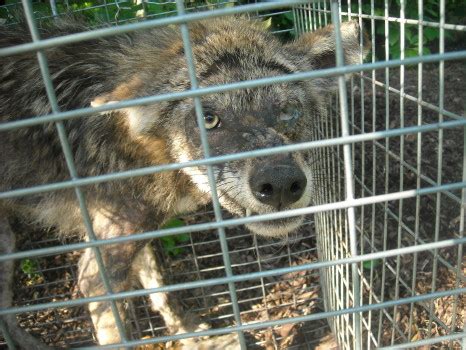 They will spend up to 21 hours catching their prey! Coyotes by Suburban Wildlife Control