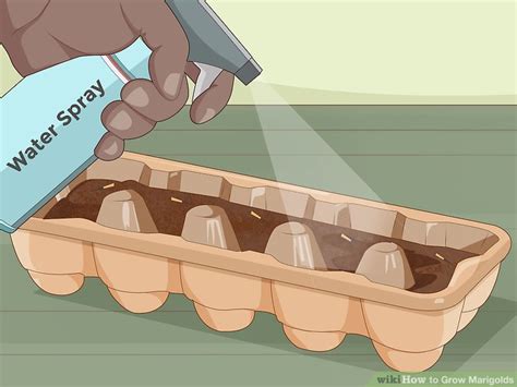 In fact, they are often used to keep pests marigolds are very easy to start from seed. How to Grow Marigolds (with Pictures) - wikiHow