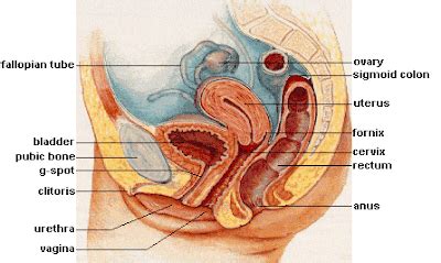Female internal organ, uterus with menstrual cup. TooSogiE Medical Images: IMAGES OF FEMALE REPRODUCTIVE ANATOMY