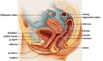 The internal organs are situated within the pelvis, and consist of the ovaries, the uterine tubes, theuterus, and the vagina. TooSogiE Medical Images: IMAGES OF FEMALE REPRODUCTIVE ANATOMY