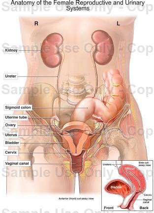 Human anatomy is the study of the structures of the human body. Anatomy of the Female Reproductive and Urinary Systems ...