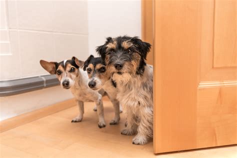 Gefährliche tiere in der wohnung halten. Vertragswidriger Gebrauch bei Haltung mehrerer Hunde in ...