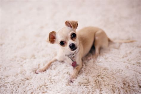 Things You Need to Know about Having a Dog in a Small ...