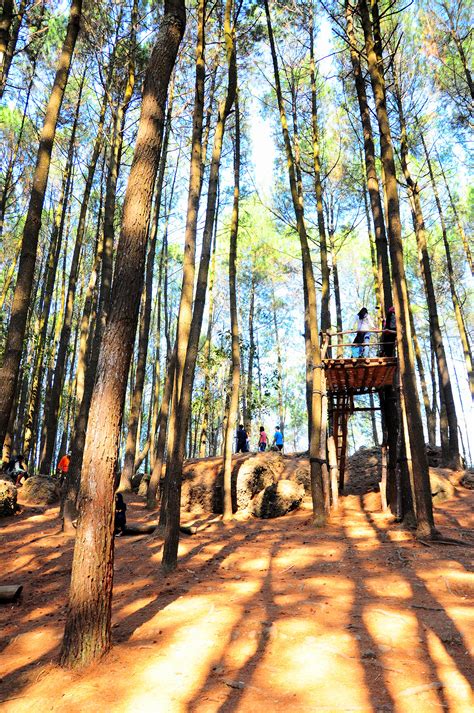 Kompas.com/anggara wikan prasetya keindahan taman ramadanu bagaikan di negeri belanda. Kinerja Pembangunan KPH sebagai Ujung Tombak Pengelolaan Hutan Indonesia | FWI