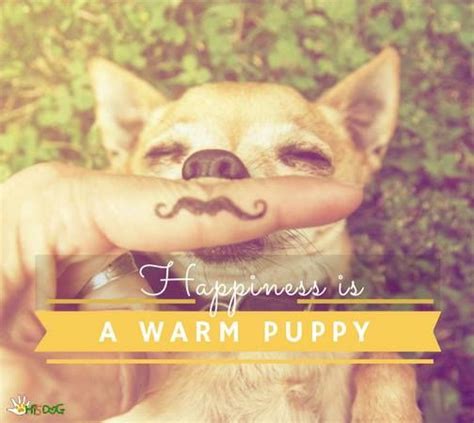 For the best pet quotes, including quotes about pets, animal quotes, dog quotes, and cat quotes few things are more relaxing than having a warm, furry creature next to you as you study. 103. Happiness is a Warm Puppy (With images) | Dog quotes, Puppies, Easy pets