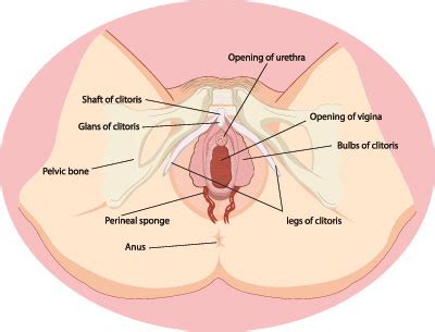 Das ist also völlig normal, natürlich und gesund. Bartholinitis - Ursachen, Symptome & Behandlung | MedLexi.de