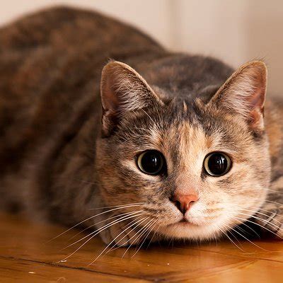 La leucemia felina es una enfermedad infecciosa del gato muy contagiosa, que produce inmunodeficiencia (bajada de defensas) y tumores. Leucemia Felina (FeLV): saiba mais sobre esta doença que ...