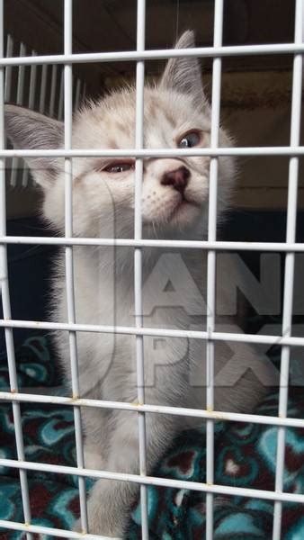 Check spelling or type a new query. White cat in cage waiting for adoption : Anipixels