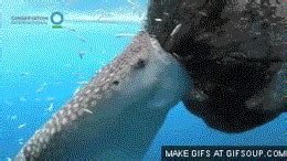 Squirts perfect body meaty shaved pussy. Girl GIF - Find on GIFER