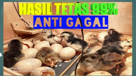 Telur ayam mutiara menetas berapa hari. 21HARI TELUR AYAM JADI DOC DALAM MESIN TETAS....APA ...