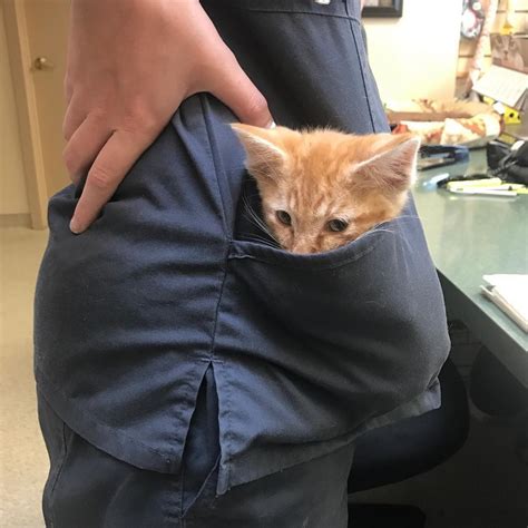 There may also be rescue organizations in your area that need. Ginger Cat Becomes Substitute Dad to 4 Foster Kittens Who ...