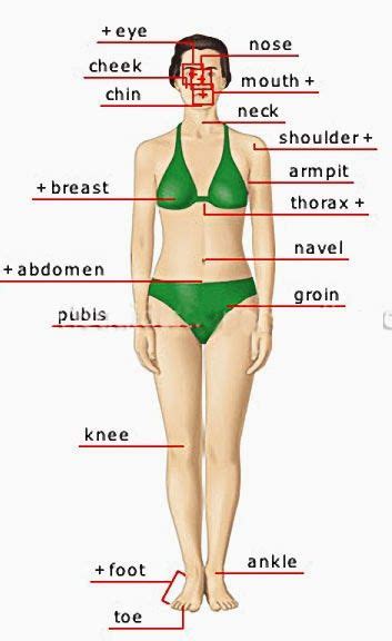 Female private part diagram ~ female private part diagram anatomy and physiology of female reproductive system youtube local ado4zreo 3624. Pin on English