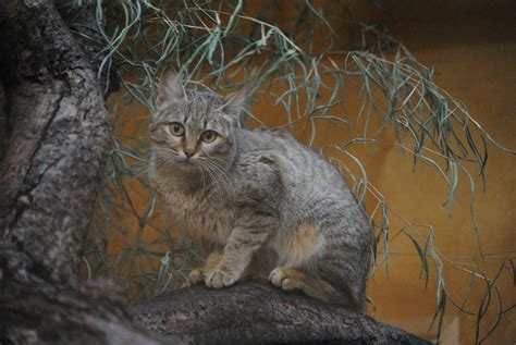 Influenced by the great music of their era, this husband and wife duo were baptized by bluegrass music and have made wonderful folk music ever since. Gordons Wildcat - ZooChat