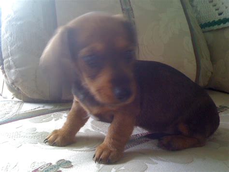 Weighed more than twice the average dachshund and dubbed. Mini Dachshund Puppies FOR SALE ADOPTION from Turner ...