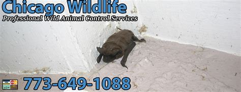 Chicago il animal trappers pest control. Professional Wildlife Control Chicago Wild Animal Removal ...