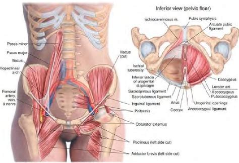 The hip bones (ossa cosarum) meet at the pelvic symphysis ventrally, and articulate with the sacrum dorsally. Manual Therapy Myofascial Stretch | Basic Clinical Massage ...