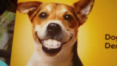 Add tags to refine results. Doggie Dentures - YouTube
