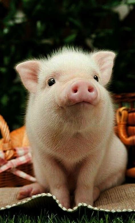 Tidak mungkin manusia berubah jadi hewan, maupun sebaliknya. Gambar Babi Hd : Pig Cartoon Cute Swine Illustration ...