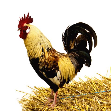 Most recent weekly top monthly top most viewed top rated longest shortest. Cock | Cock singing his morning song | Agnes Scholiers ...