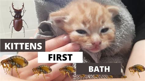 Many problems with sensitive, irritated skin are made worse by bathing habits that unintentionally dry out the skin too much. Bathing baby cats 🐱 How to clean newborn kittens with ...