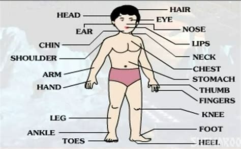 Ango ke naam hindi mein will be very useful to learn as we mostly use words of body parts name in english and words in hindi are very unfamiliar to us. PARTS OF THE HUMAN BODY IN ENGLISH AND URHOBO