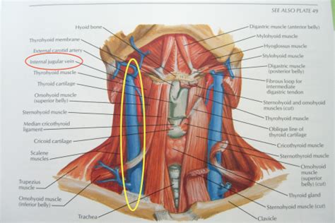 Use the mouse scroll wheel to move the images up and down alternatively use the tiny arrows (>>) on both side of the image to move the images. fyeahanatomy: Anatomy of the Neck with the IJV highlighted ...