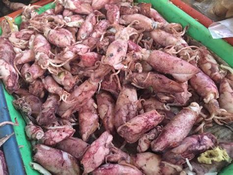 Cumi cumi raksasa yang berukuran panjang kurang lebih 15 meter dengan beban 35 ton itu, hingga saat ini belum diketahui pasti penyebab terdamparnya. Resep Sambal Cumi Kecombrang yang Pedas Nendang