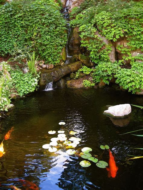 How do you make a hole for a fish pond? Grotto Boston with Traditional Landscape and Aquatic ...