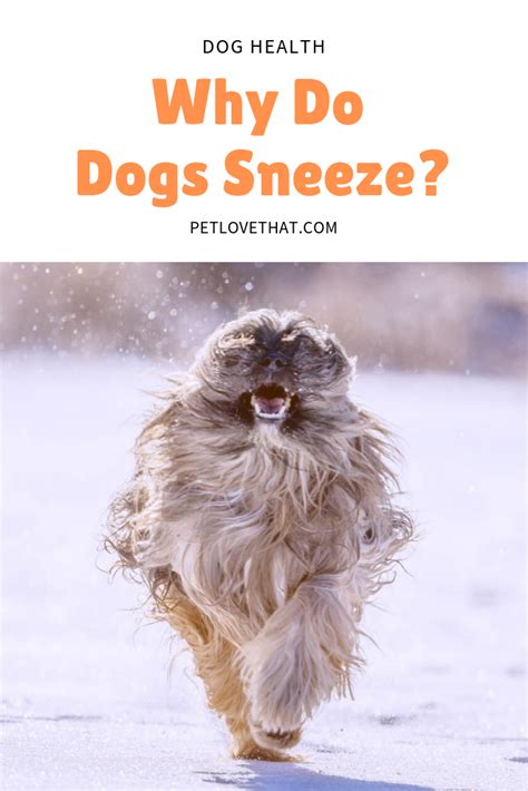 Are they sleeping more or being lazy? Why Do Dogs Sneeze | Dog sneezing, Cute dogs, Dog adoption