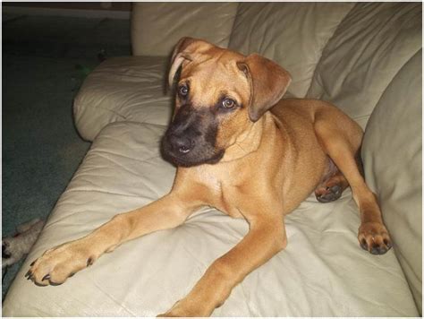 Black mouth curs are a great choice for a family pet or to serve as the perfect best friend for the right person. Black Mouth Cur - Puppies, Breeders, Facts, Pictures ...