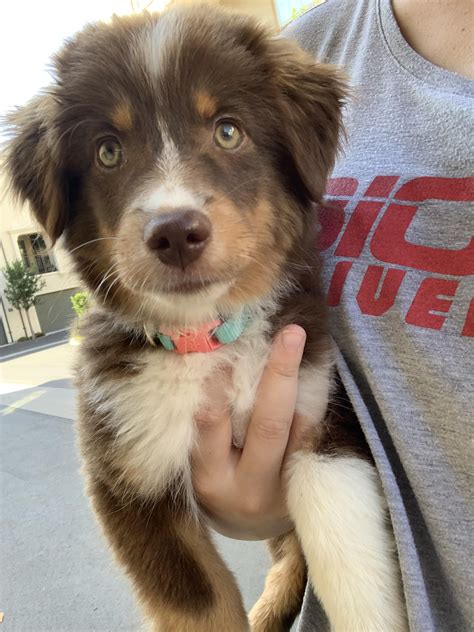 Litter of 2007 ♥ australian shepherds of oregon, puppies and breeder. 12 weeks old and ready to dine on some drywall # ...