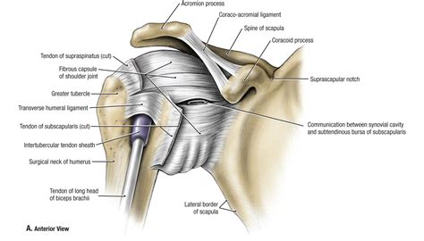 Shoulder ligaments can lose strength due to constant movement of the shoulder bones, and muscles. Shoulder Ligament Anatomy Diagram - Shoulder Impingement Syndrome Causes Symptoms Treatments ...