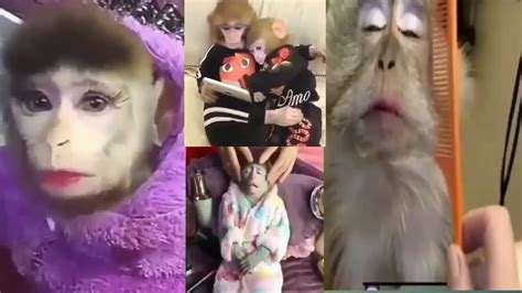 Gambar hewan gokil dan lucu. MONYET LUCU LAGI SYANTIK - part 2 - YouTube