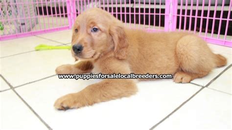 Find free puppies near me, adopt a puppy, buy puppies direct from kennel breeders and puppy owners in georgia. Beautiful Red Golden Retriever Puppies For Sale Near ...