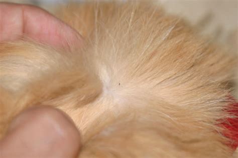 Check spelling or type a new query. How to Get Rid of Fleas on Cats?