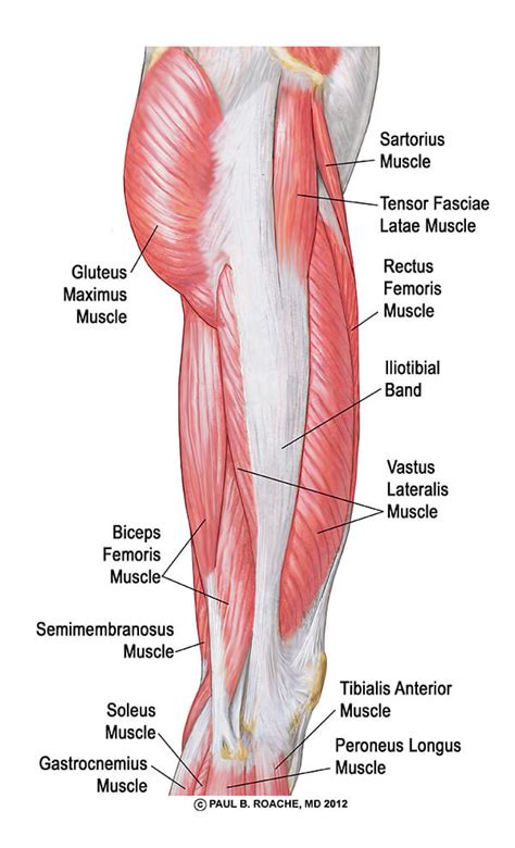 Muscles of the upper limb (deltoid, biceps, forearms). lateral-thigh-muscles - Jason Crandell Vinyasa Yoga Method