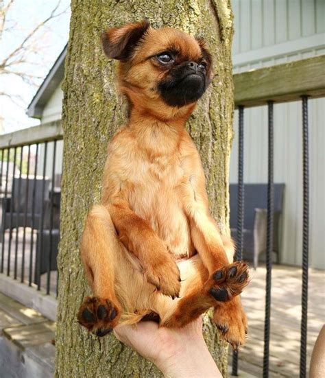 Maybe you would like to learn more about one of these? Only the Brussels Griffon, people. | Brussels griffon ...