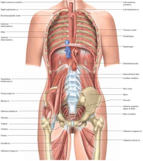 Female human anatomy vector diagram. Visual Survey of the Body - Unity Companies - RR School Of ...