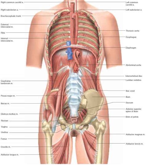 Find & download free graphic resources for female body. Visual Survey of the Body - Unity Companies - RR School Of ...