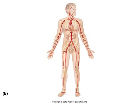 Posted on october 10, 2015 by admin. Blank Drawing Of Human Body at GetDrawings | Free download