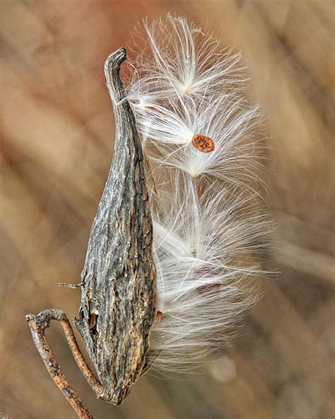 Can i get free milkweed seeds? Milkweed Pod And Seeds - A milkweed pod releasing its ...